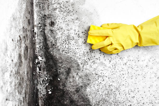 Best Industrial Mold Remediation in Seattle, WA