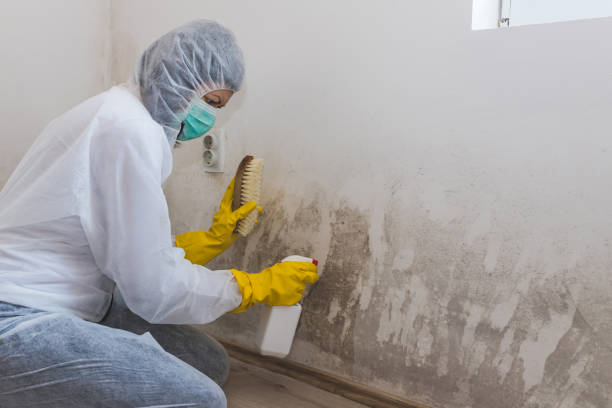 Best Kitchen Mold Remediation in Seattle, WA